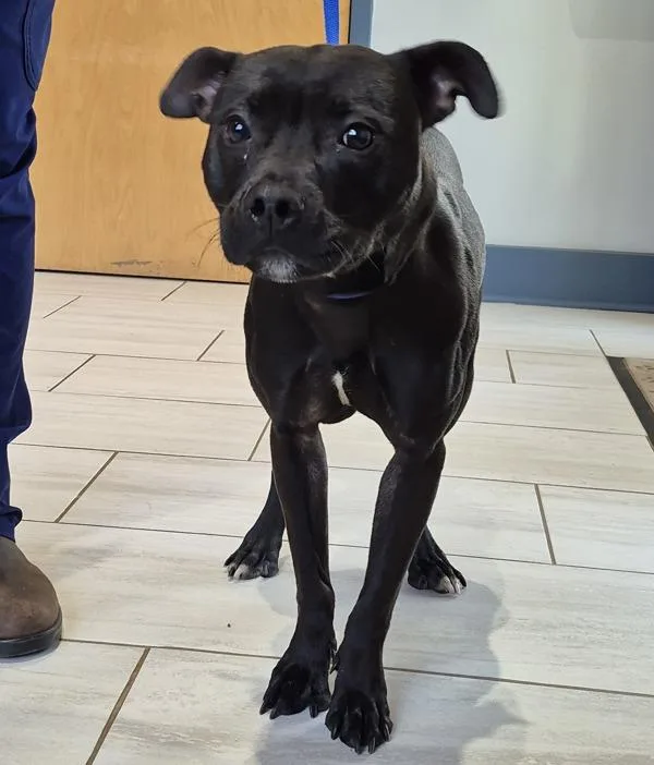 A young medium-sized male Pit Bull Terrier dog named Pen 'smokey' for adoption in Lawrenceville, GA