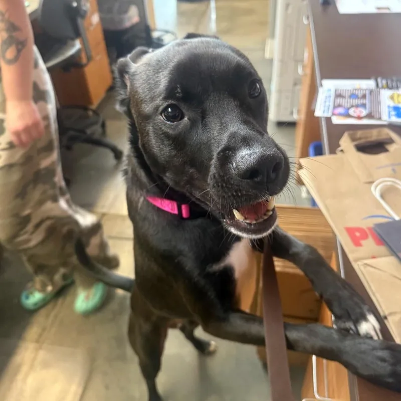 An adult medium-sized male Black Mixed Breed dog named Chip for adoption in Pittsburgh, PA