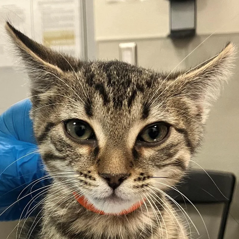 A baby small-sized male Gray / Blue / Silver Domestic Short Hair cat named Gandalf for adoption in Las Cruces, NM