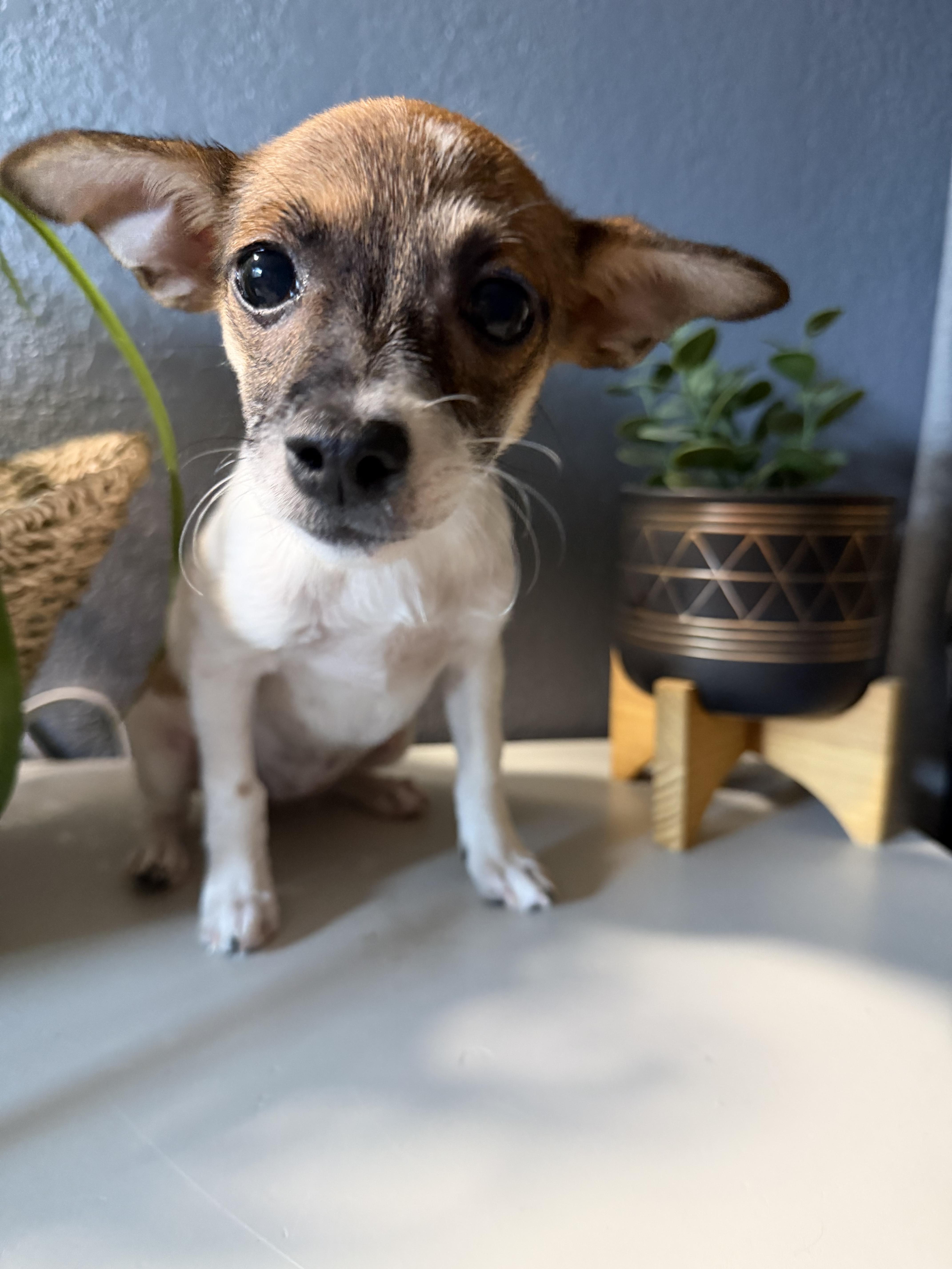 A baby small-sized female Chihuahua dog named Green Bean for adoption in Eugene, OR