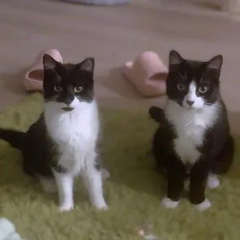 A young medium-sized female Domestic Short Hair cat named Susie for adoption in Washington, DC