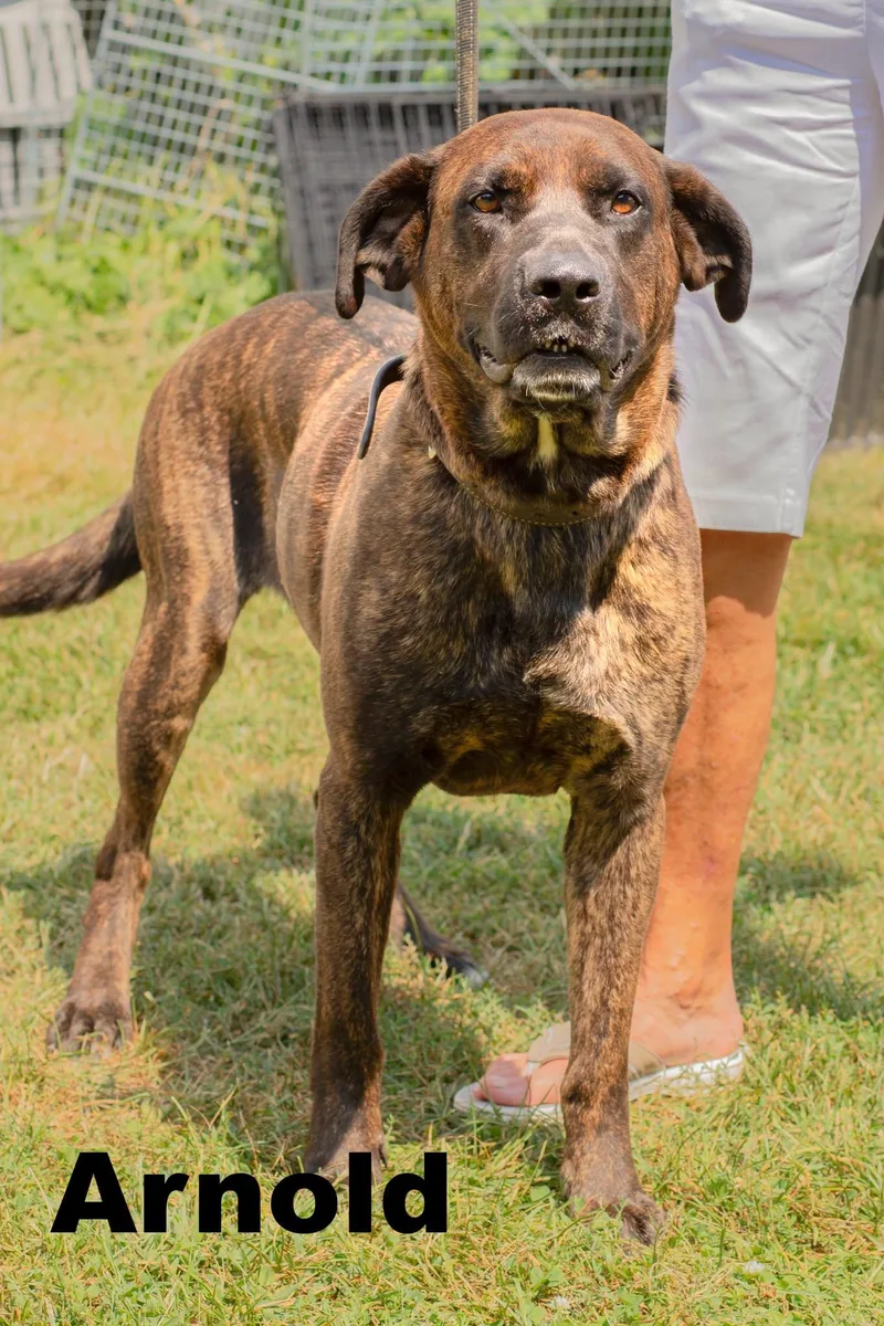 An adult large-sized male Brindle Mixed Breed dog named Arnold for adoption in Macomb, IL