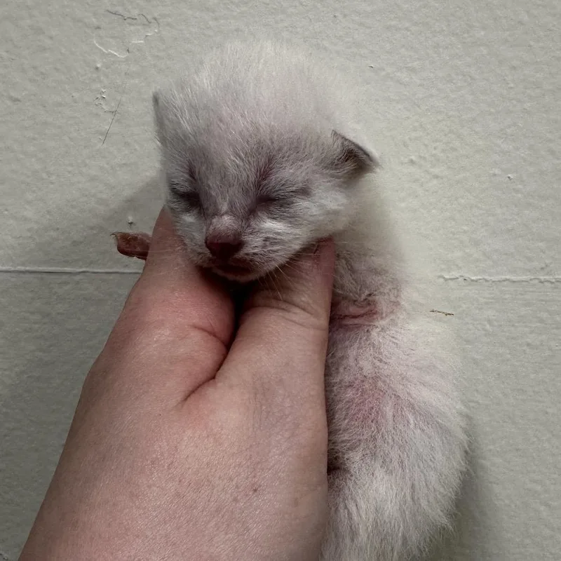 A baby small-sized female White Domestic Short Hair cat named Mizi for adoption in Warrensburg, MO