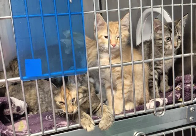 A baby small-sized male Domestic Long Hair cat named Roku for adoption in Decatur, IL