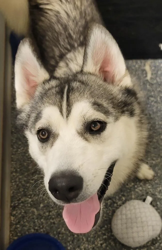 Ac Zeus