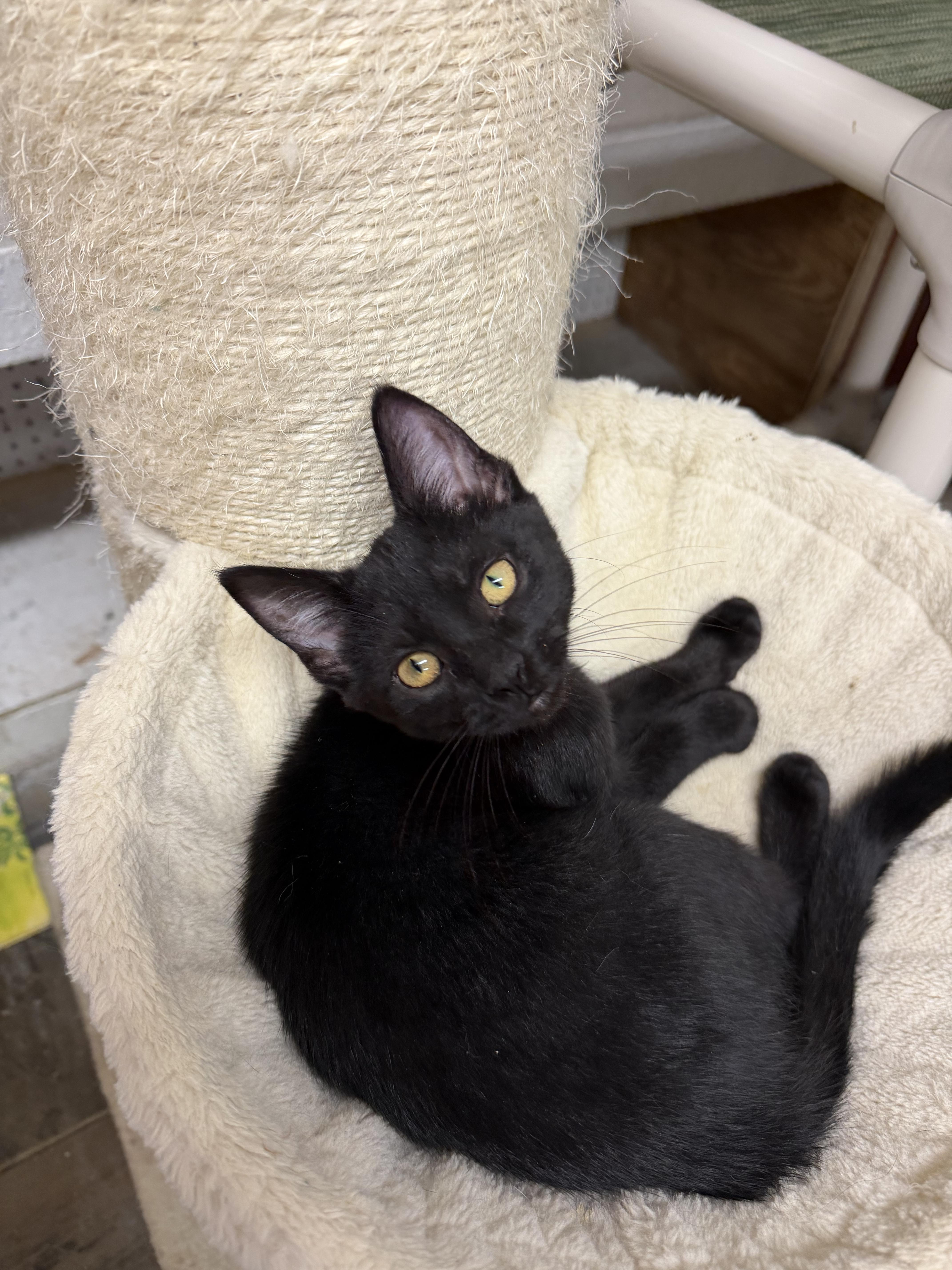 A young small-sized male Black Domestic Short Hair cat named Guppy for adoption in Mauston, WI