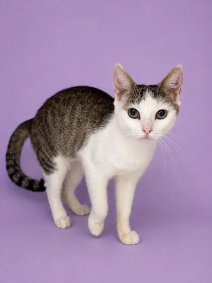 An adult small-sized female Domestic Short Hair cat named Moogle for adoption in Cumming, GA