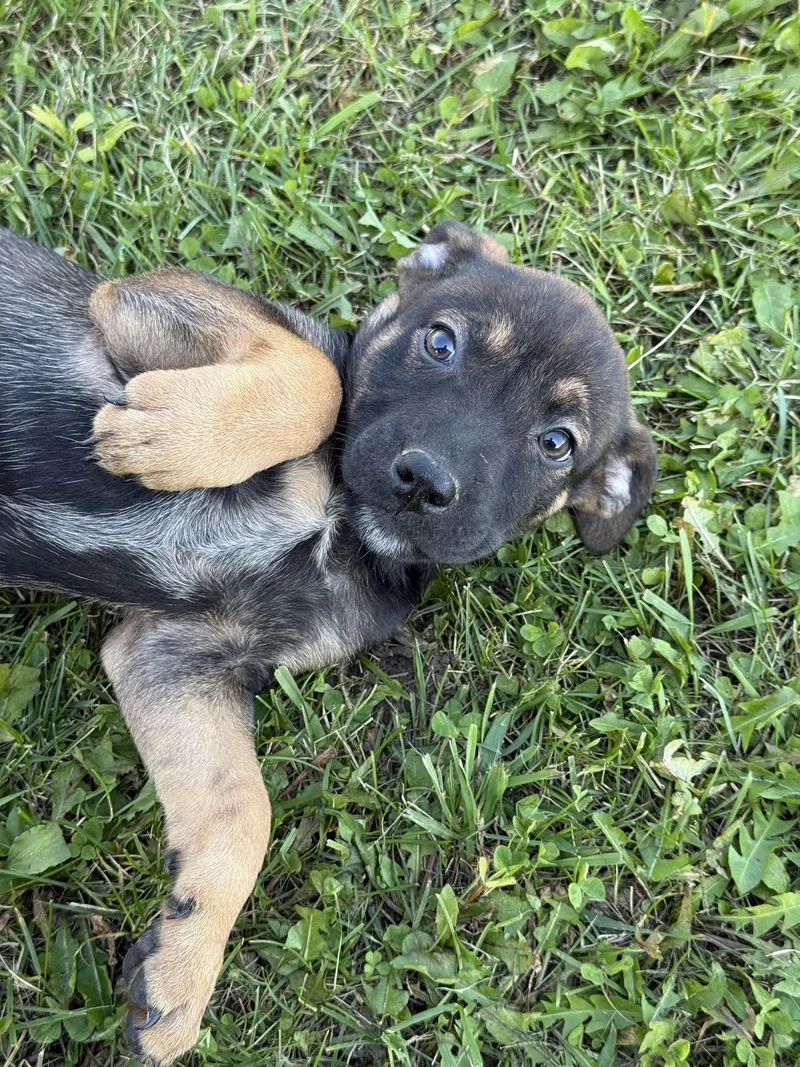 A baby medium-sized female Mixed Breed dog named Jessica for adoption in Iron Ridge, WI