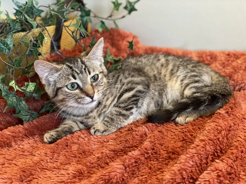 A baby medium-sized male Tabby (Brown / Chocolate) Tabby cat named Rolo for adoption in Taylor, MI