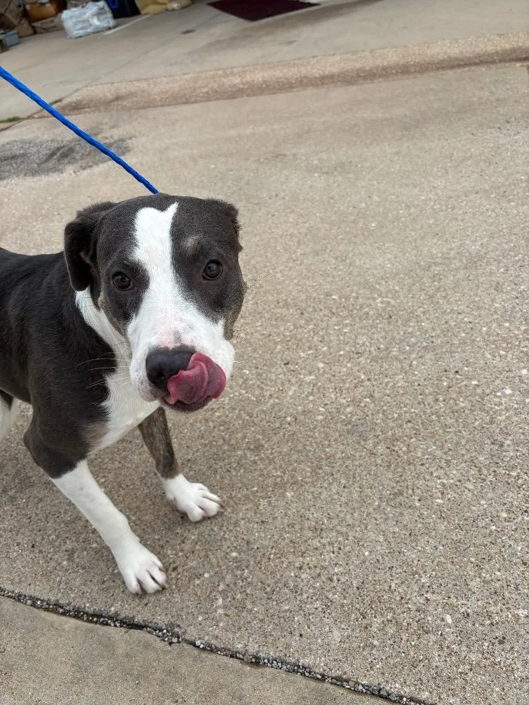 A young large-sized male Pit Bull Terrier dog named Joker for adoption in Belton, TX