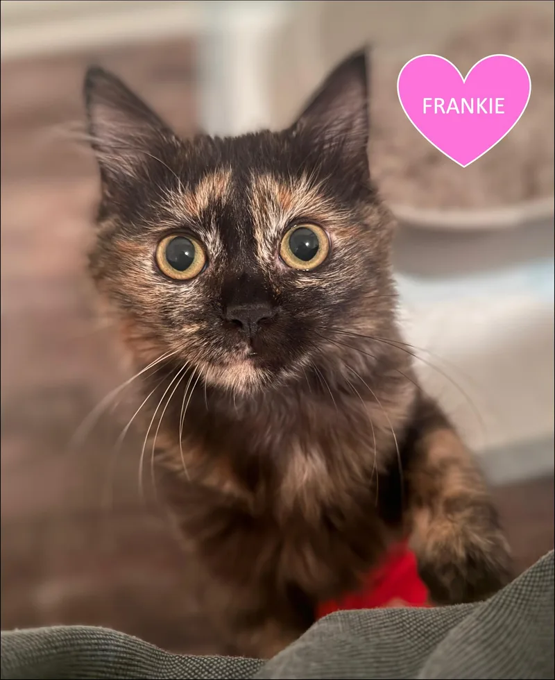 Frankie & Mya thumbnail 3