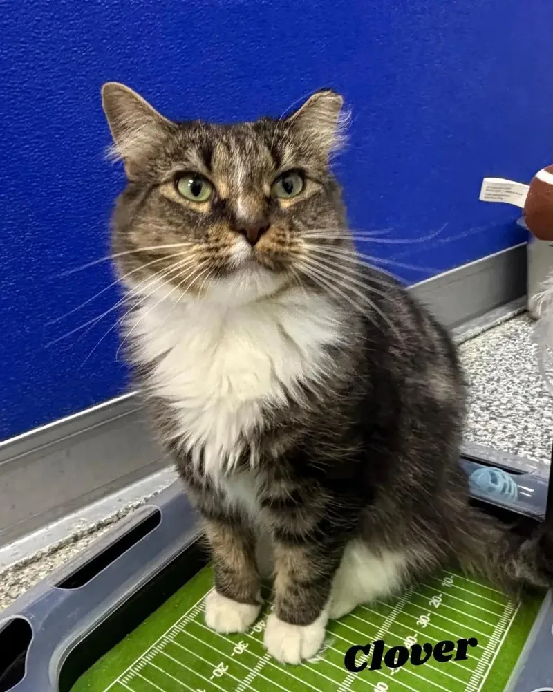 An adult medium-sized female Domestic Medium Hair cat named Clover for adoption in Dunkirk, NY