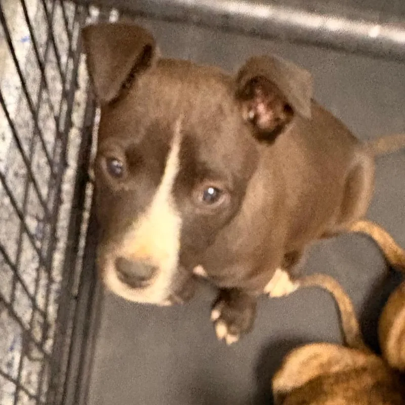 A baby small-sized male Black American Staffordshire Terrier dog named Mortimer for adoption in Greenville, SC