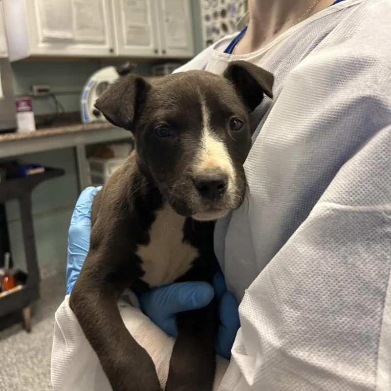 Mortimer thumbnail 2