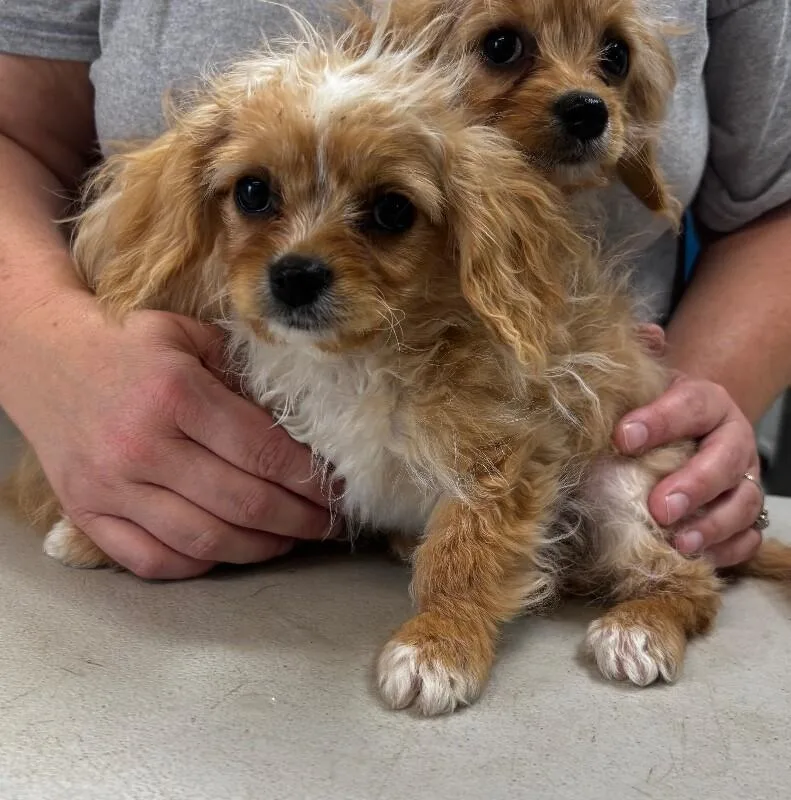 A young medium-sized male Golden Cavalier King Charles Spaniel dog named Cody for adoption in Burgaw, NC