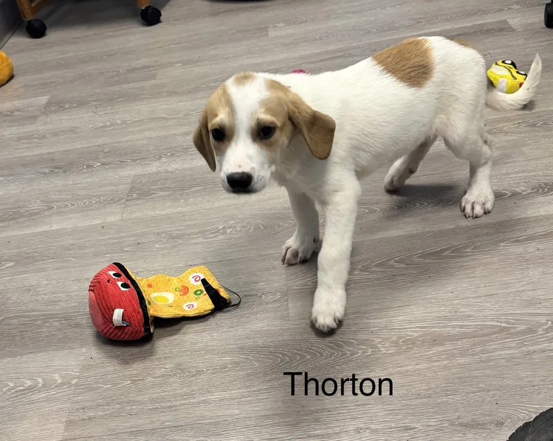 A baby large-sized male White / Cream Coonhound dog named Thorton for adoption in Ulster, PA