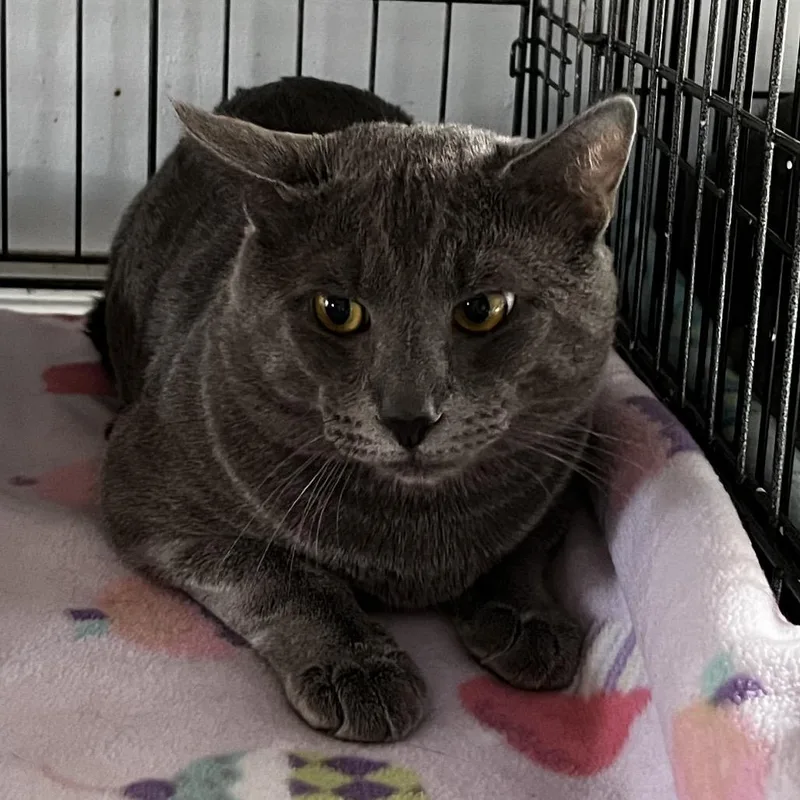 A young large-sized male Gray / Blue / Silver Domestic Short Hair cat named Casper for adoption in Middletown, NY