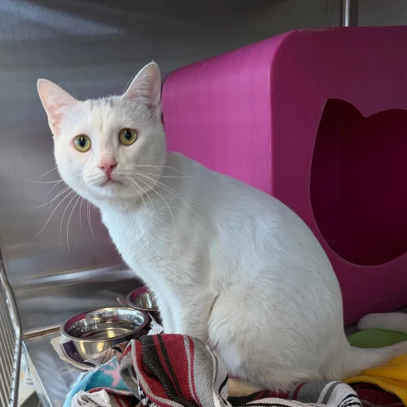 A young medium-sized male White Domestic Short Hair cat named Wynter for adoption in Waukesha, WI