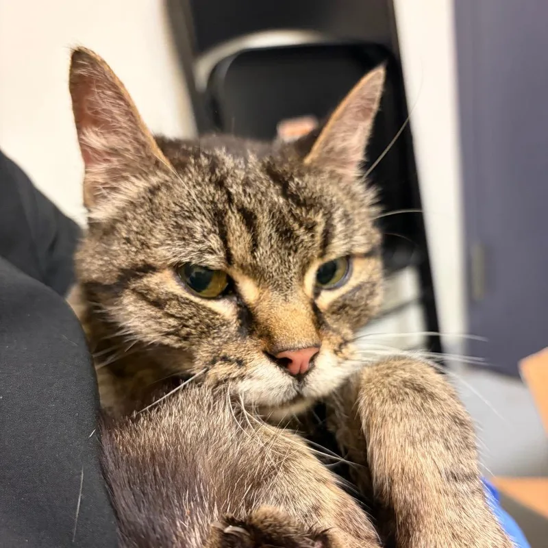 A senior medium-sized female Brown / Chocolate Domestic Short Hair cat named Suzette for adoption in Charlottesville, VA