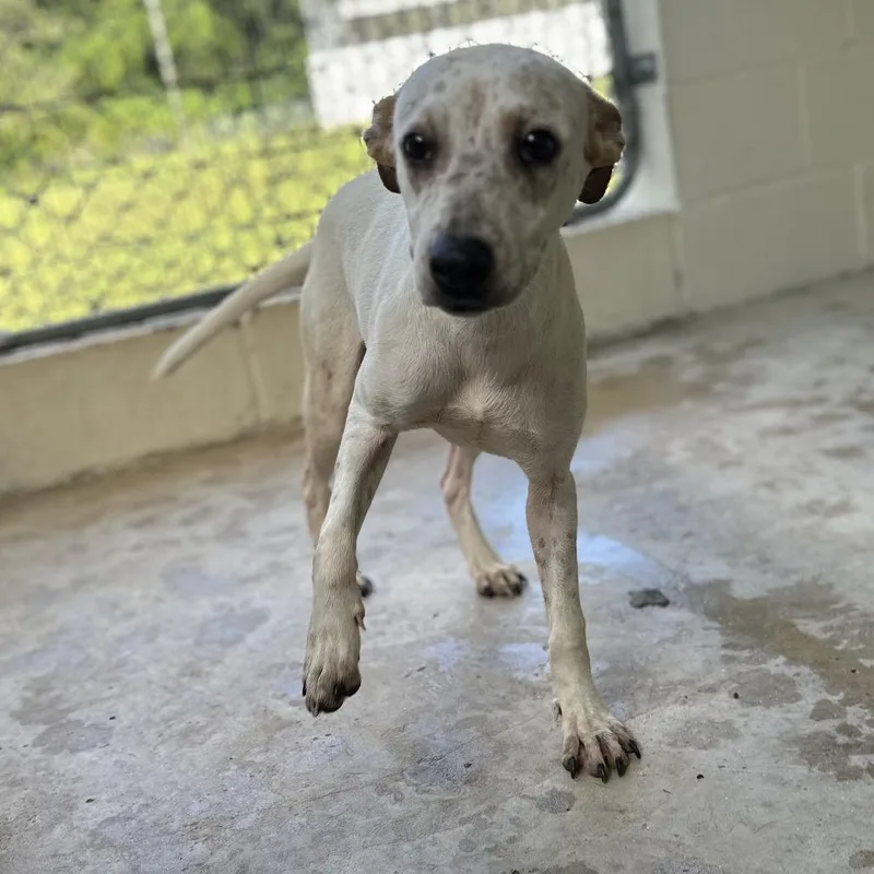 An adult medium-sized female White / Cream Mixed Breed dog named Marlowlyn for adoption in LOXAHATCHEE, FL
