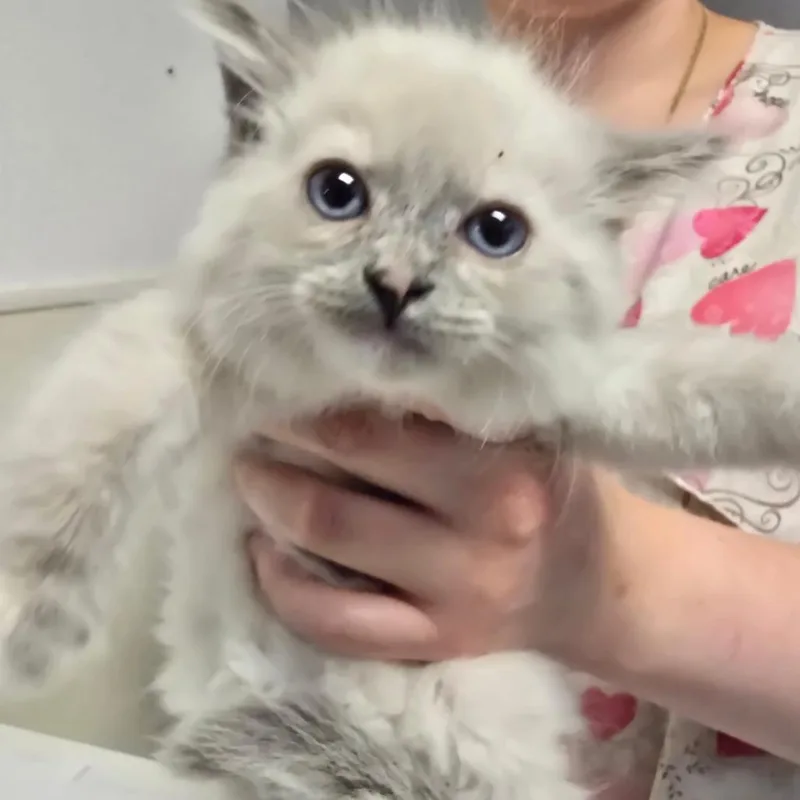 A baby small-sized female White Domestic Medium Hair cat named Gina for adoption in Fort Bragg, CA