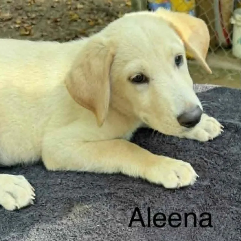 A baby medium-sized female Yellow / Tan / Blond / Fawn Mixed Breed dog named Aleena for adoption in Alexandria, VA