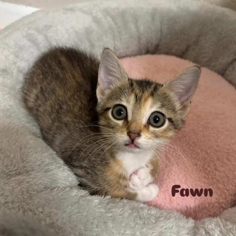 A baby small-sized female Brown / Chocolate Domestic Short Hair cat named Fawn for adoption in Orlando, FL