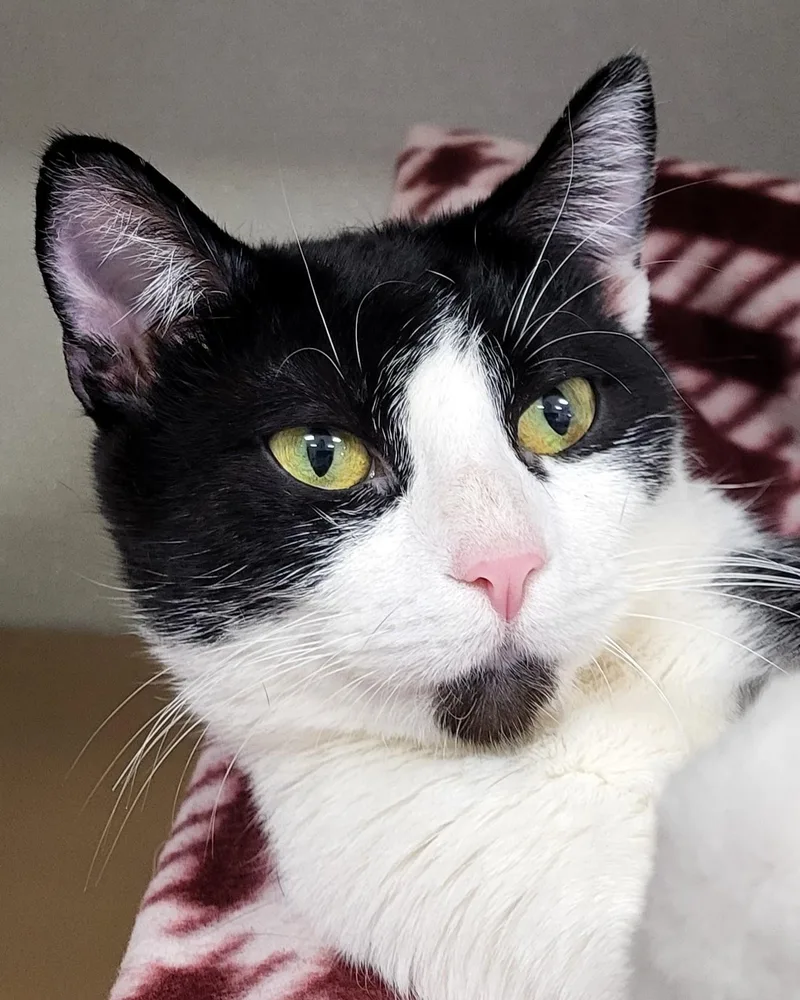 An adult medium-sized female White Domestic Short Hair cat named Stark for adoption in Grayslake, IL