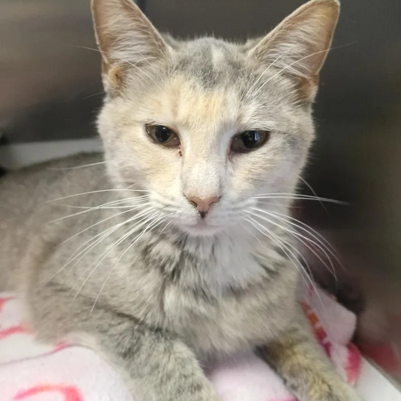 A young medium-sized female Torbie Domestic Short Hair cat named Soren for adoption in Fort Smith, AR