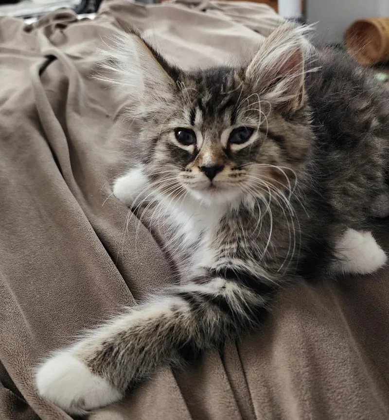 A baby small-sized female Tabby (Brown / Chocolate) Domestic Long Hair cat named Theodora for adoption in Maineville, OH