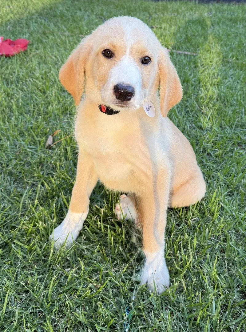 A baby large-sized female Great Pyrenees dog named Frida Lonestar for adoption in Rockaway, NJ