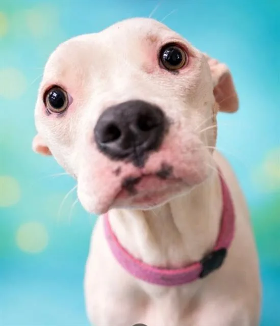 A young medium-sized female Mixed Breed dog named Sheeba for adoption in Jacksonville, FL