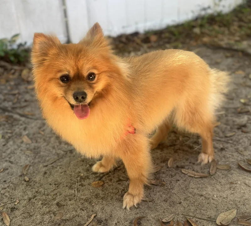 An adult small-sized male Pomeranian dog named Rusty for adoption in Navarre, FL