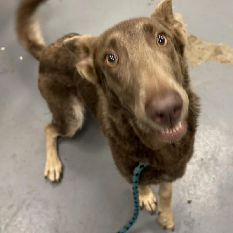 An adult medium-sized female German Shepherd Dog dog named Kite for adoption in Pekin, IL