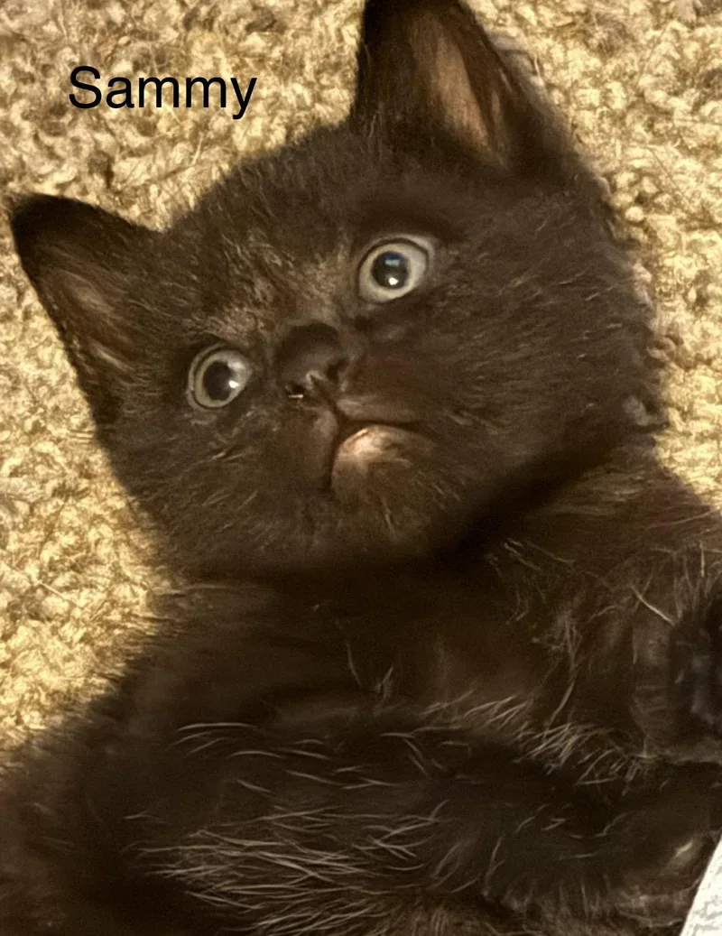 A baby small-sized male Black Domestic Short Hair cat named Sammy C Weaver for adoption in Saunderstown, RI