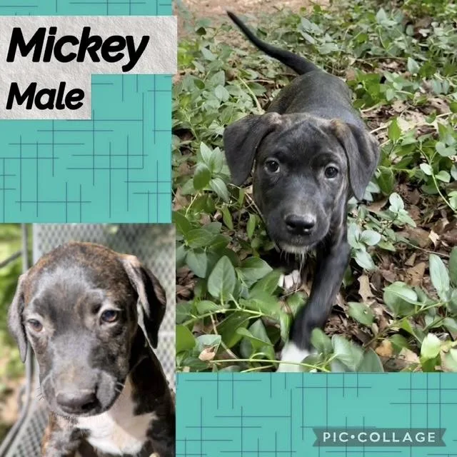A baby medium-sized male Hound dog named Mickey for adoption in Manchester, CT