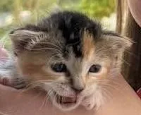 A baby medium-sized female Domestic Short Hair cat named Chikorita for adoption in Clinton Township, MI