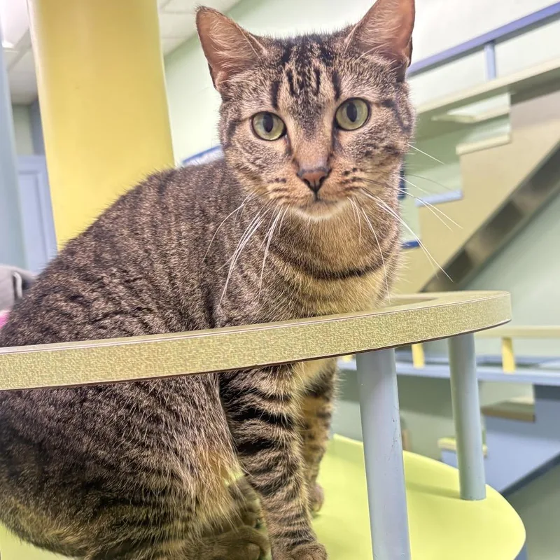 An adult medium-sized male Brown / Chocolate Domestic Short Hair cat named Hank for adoption in Lauderhill, FL