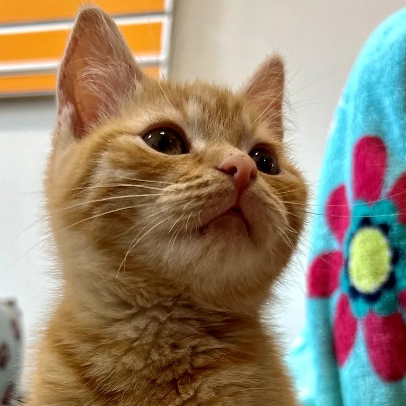 A baby small-sized male Orange / Red Domestic Short Hair cat named Homer for adoption in Nashville, IN