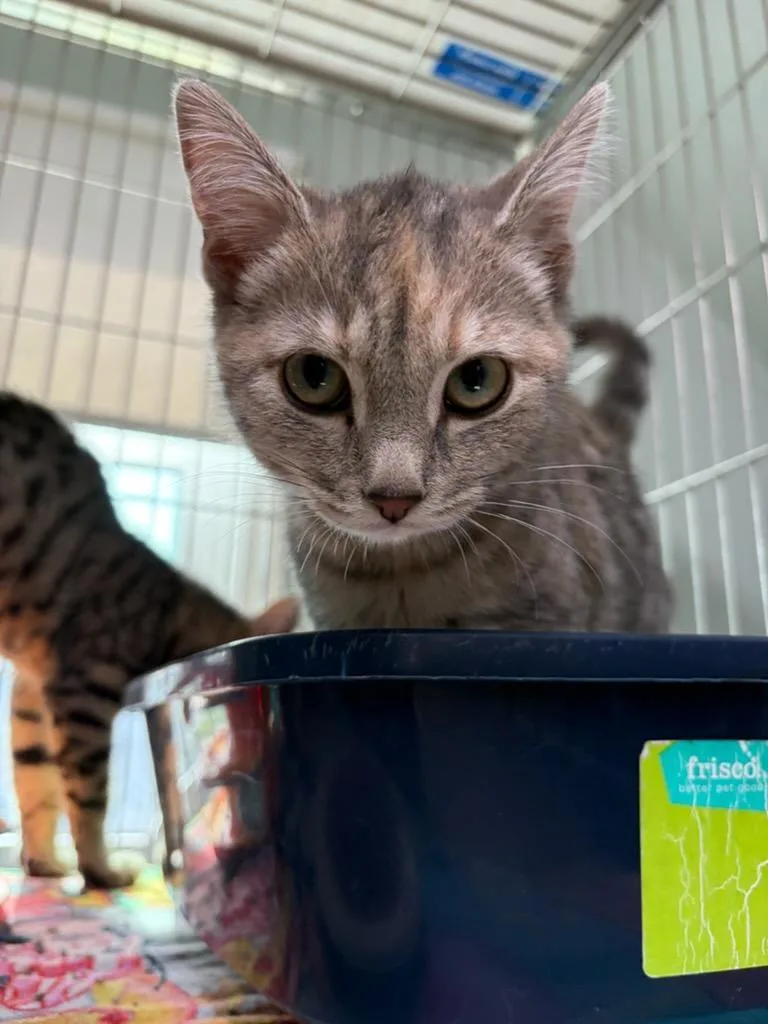 A baby small-sized female Dilute Calico Domestic Short Hair cat named Toka and Tiko for adoption in Ellicott City, MD