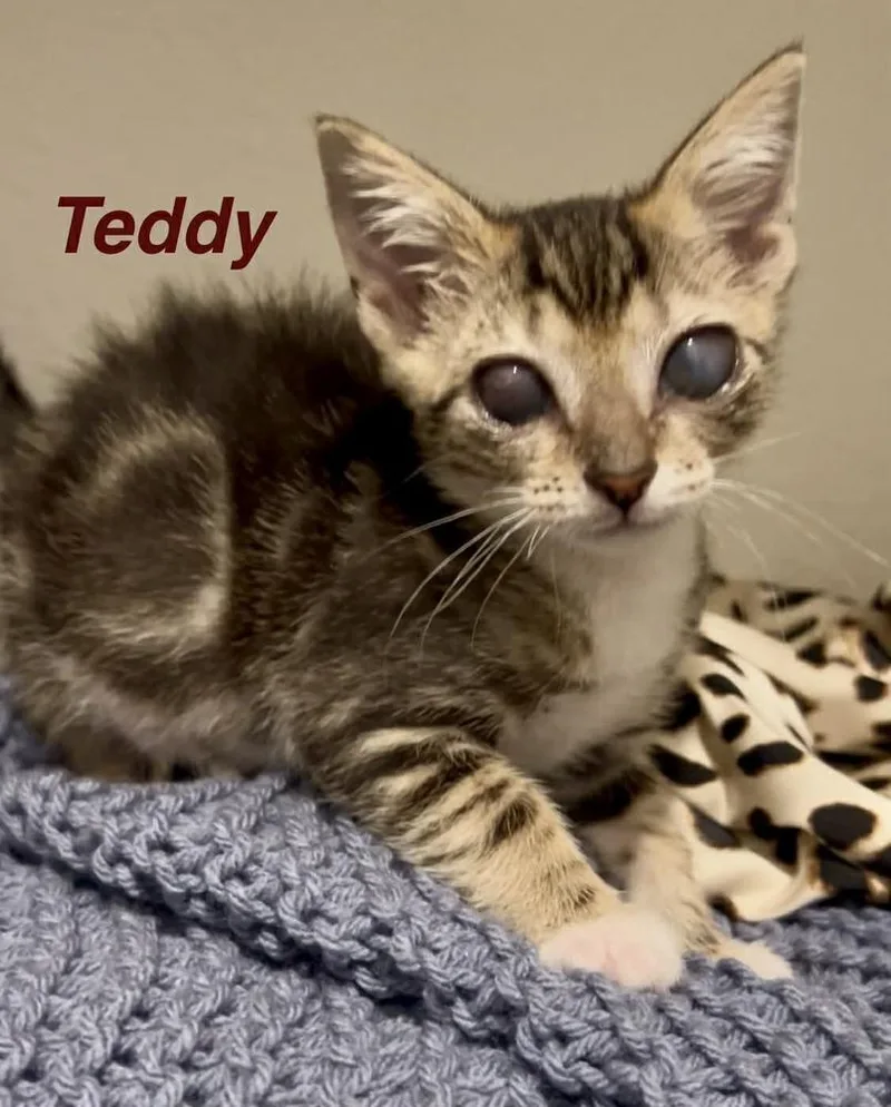 Teddy
