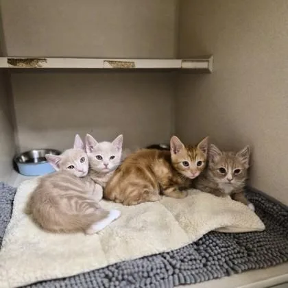 A baby medium-sized male Domestic Short Hair cat named Relever for adoption in Sacramento, CA
