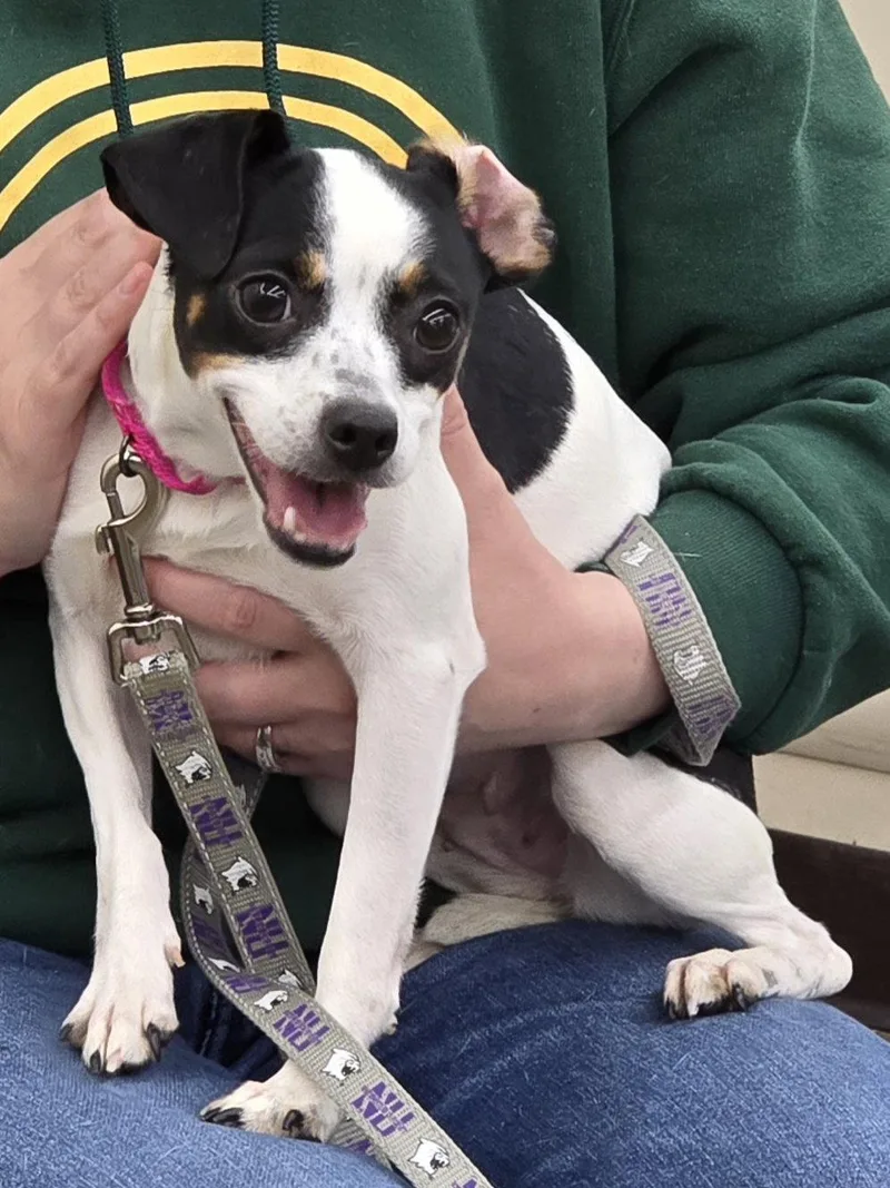 Chicklet thumbnail 2