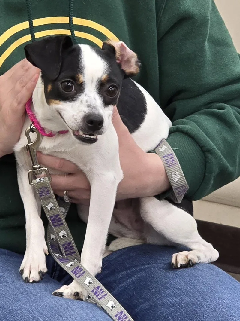 Chicklet thumbnail 3