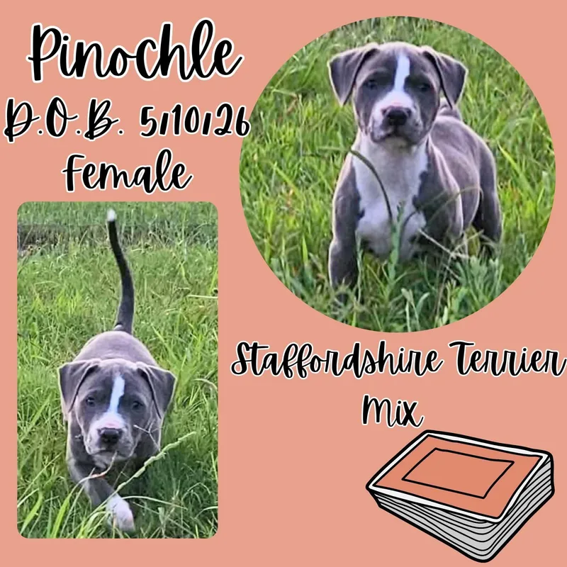 A baby medium-sized female Gray / Blue / Silver American Staffordshire Terrier dog named Pinochle for adoption in Caldwell, TX