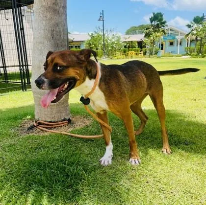 An adult small-sized female Terrier dog named Autumn for adoption in Honolulu, HI