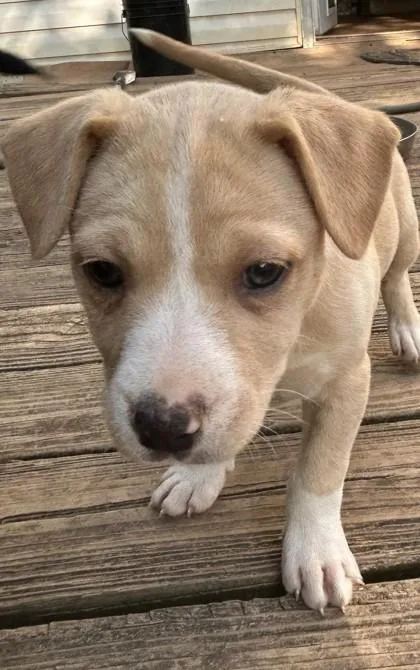 A baby large-sized female Mixed Breed dog named Lucy for adoption in Cumming, GA