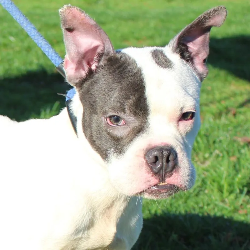 An adult medium-sized male Brown / Chocolate French Bulldog dog named Arnold for adoption in Eaton, OH