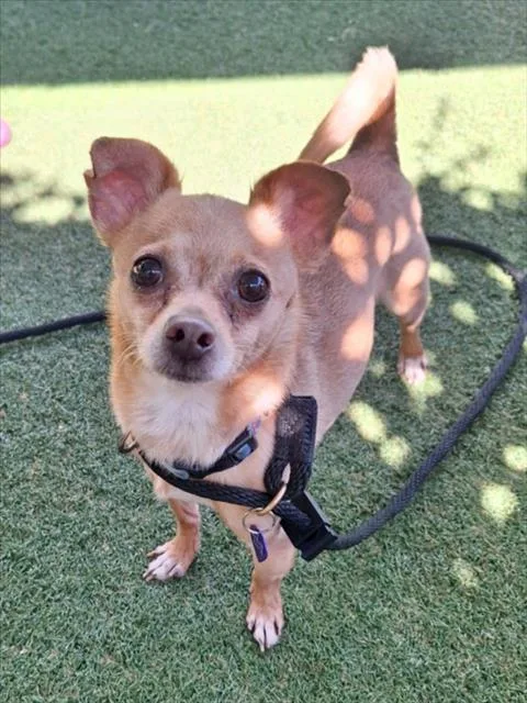 A senior small-sized male Chihuahua dog named Fendi for adoption in Woodland, CA