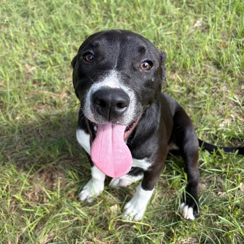 A young medium-sized male Mixed Breed dog named Gio for adoption in Lufkin, TX